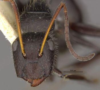 Media type: image;   Entomology 9119 Aspect: head frontal view